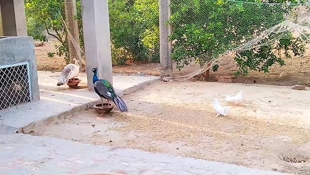 Peacocks pigeons hens chakor all bird's life style in summer