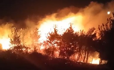 Ayvalık'ta orman yangını