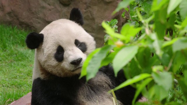 美 샌디에이고 동물원, '판다 외교 부활' 판다 영상 공개 / YTN