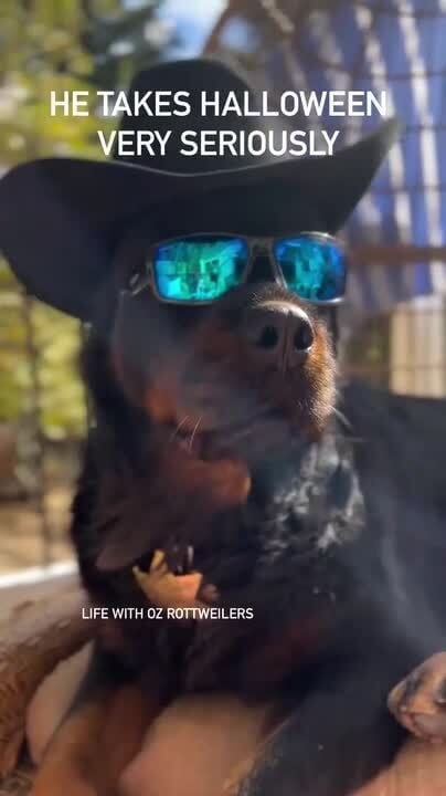 Rottweiler Sits in Style Wearing Hat and Sunglasses
