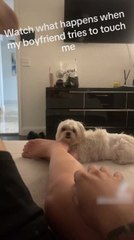 Dog Jumps at Man in Anger When He Touches His Girlfriend