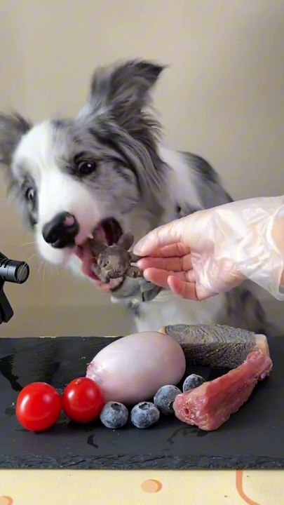 Dog Eat Time