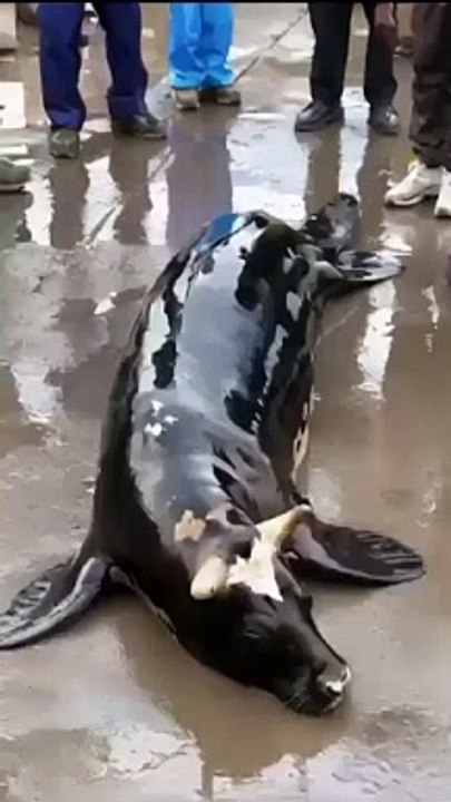VID-20240710-WA0053