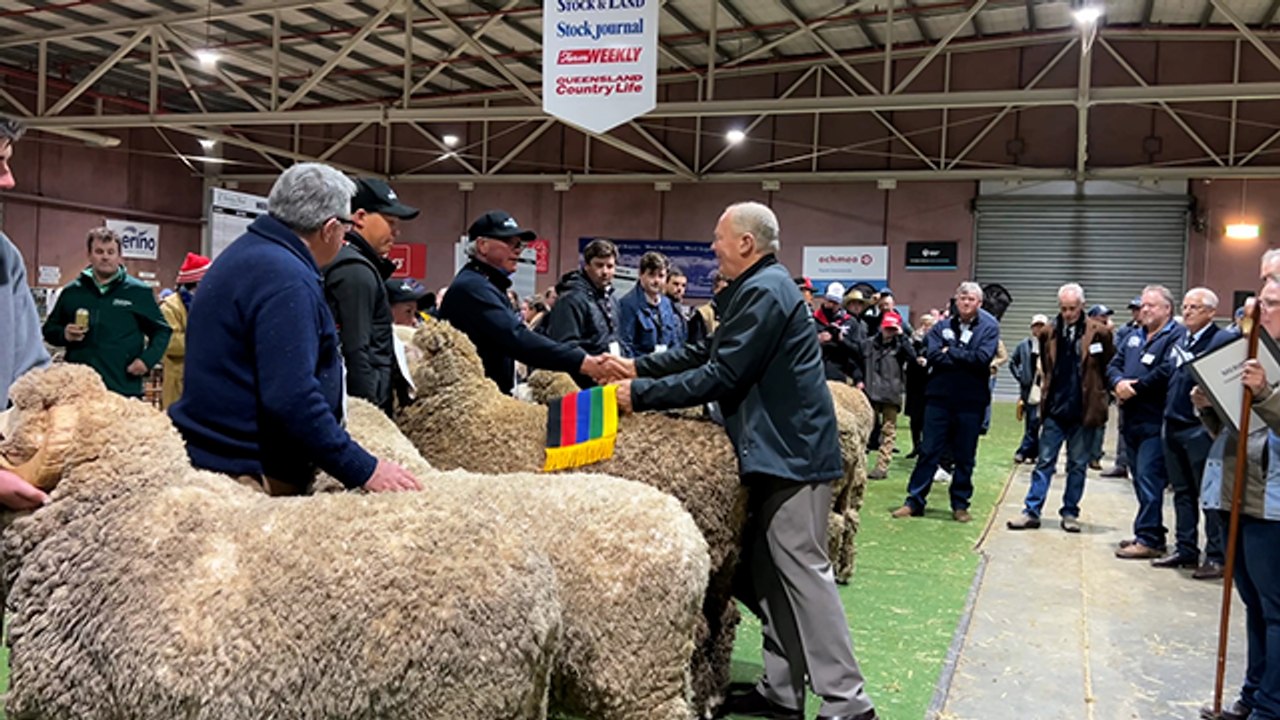 Collinsville Merino and Poll Merino stud winner | Stock & Land