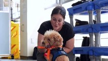 ‘He has his whole life ahead of him’: Abused Mini Poodle ‘Rocket’ reunites with NYC rescuers