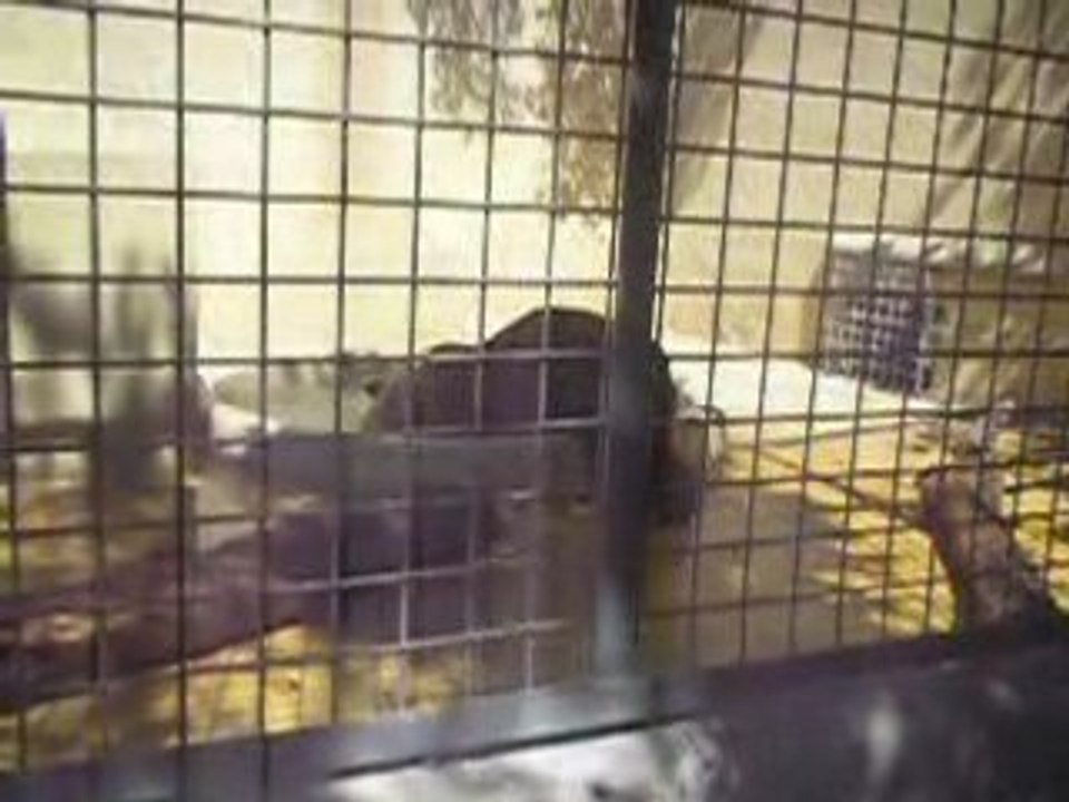 L'ours