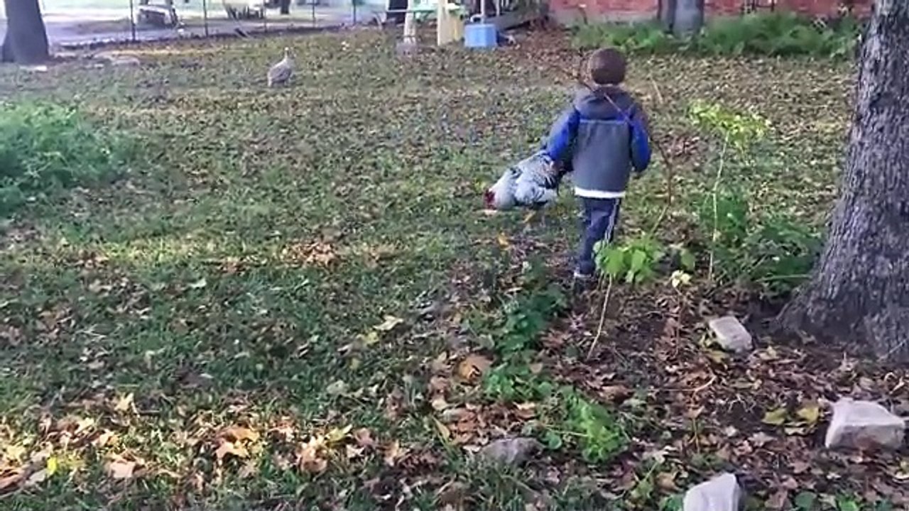 Hen attack on child