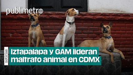 ¡Ni los perros se salvan! Iztapalapa y GAM lideran maltrato animal en CDMX