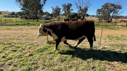$28,000 top-priced Tycolah bull | The Land