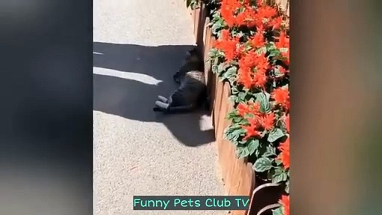 Funny Animal Videos  Funniest Cats and Dogs Videos 2024
