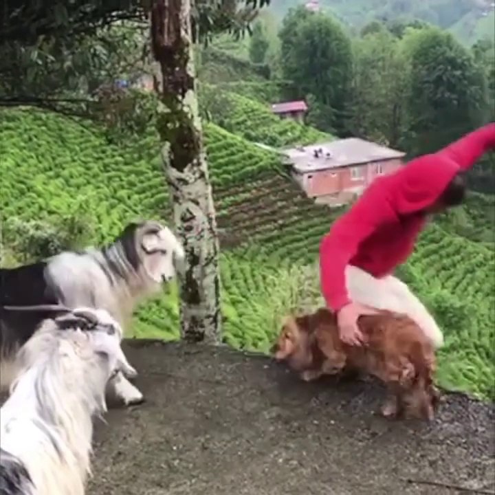 Lol