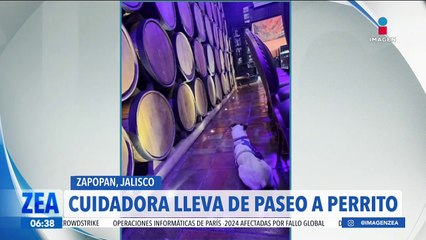 Cuidadora de canes lleva de paseo a perrito