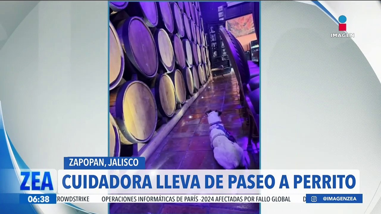Cuidadora de canes lleva de paseo a perrito