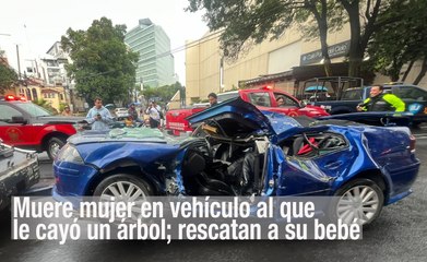 Pierde la vida mujer en vehículo al que le cayó un árbol; rescatan a su bebé
