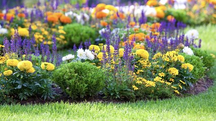 The 14 Best Full-Sun Perennials, According To Gardening Pros