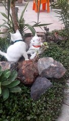 Pretty Kittens And Mom