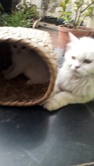 Mom And Kitten Enjoying outdoors