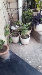 Kittens Playing Outdoors