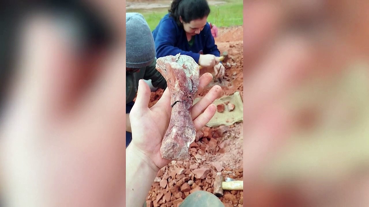 Fóssil de dinossauro de 230 milhões de anos é encontrado após chuvas no RS