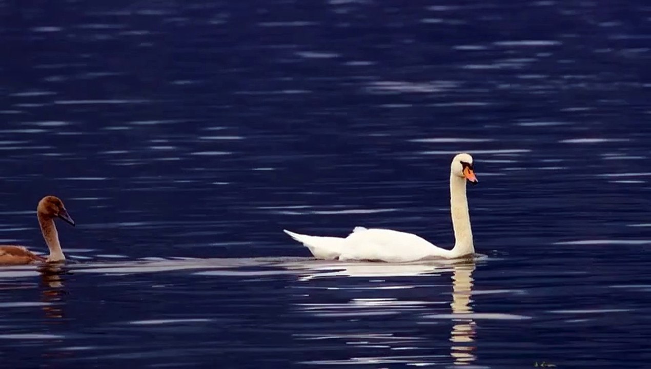 Beautiful Birds swimming