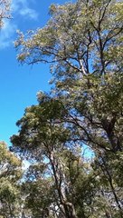 Australian Bush Birds 3