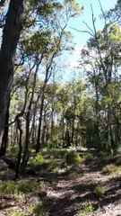 Australian Bush Walk 2