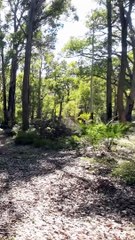Australian Bush Walk 4