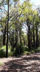 Australian Bush Walk 5