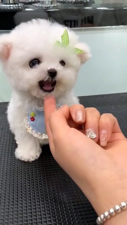 Cutie little pet 