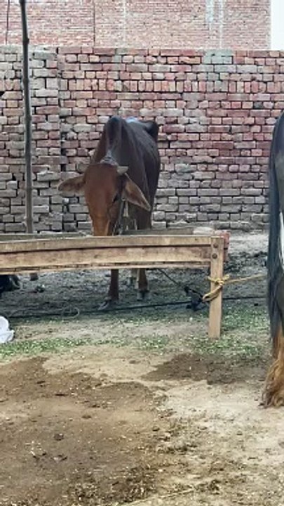 #trending #viral #usa #shortvideo #viralvideos #animals #nature #cow #cowbaby #innocent #petslife