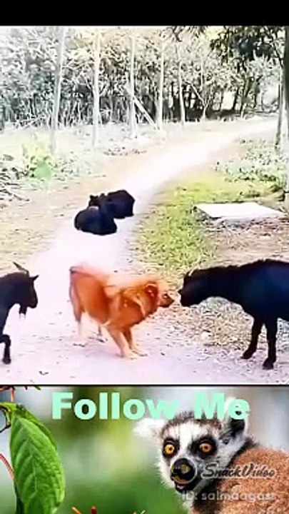 Funny video