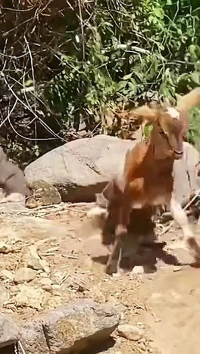 Funny video