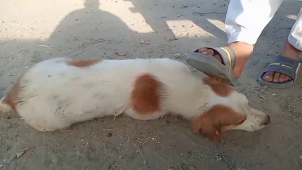 Awesome Dog Trained By Master - Funniest Moments of Pet Dog