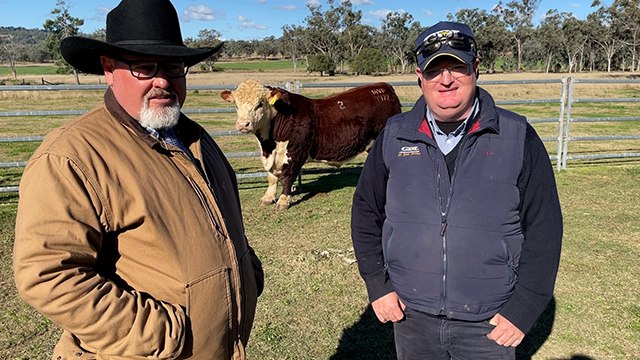 Poll Hereford bull top sells for $36,000 | The Land