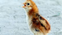 A Cute Baby Chick Chirping -- Chick Sound Effect