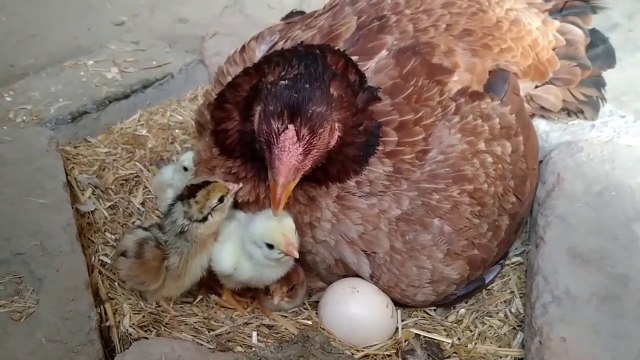 Baby Chicks Hatching - Hen Harvesting 20 Eggs