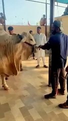 Beautiful Bull Qurbani 2k24 _shorts _cow _cowvideos(360P)
