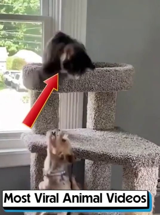 Animals Fun funny snake Funny
