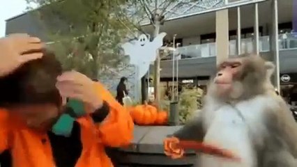 Monkey beating a guy