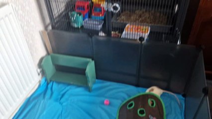 New in Blackpool: Arlo's Ratty Hotel — A Luxury Stay for Pet Rats 🐭