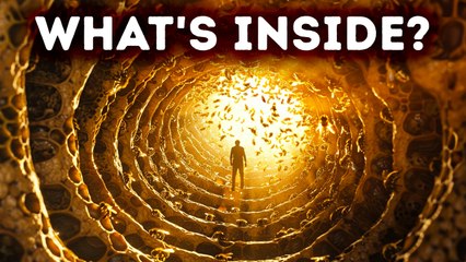 Journey Inside a Beehive + More Facts About Bees