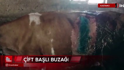 Kastamonu'da çift başlı buzağı doğdu