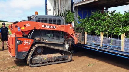 vQueensland couple relocate to grow a taste-modifying ‘miracle berry’ used in cancer treatments
