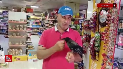 Kocaeli'de karga, Rize çayı dışında bir şey içmiyor