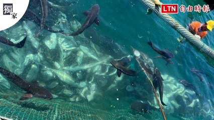 澎湖水母暴增！箱網養殖魚大量死亡原因揭露 🐠