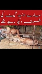 Sary Camel Gate ki Taraf Dekh Rahy thy 
