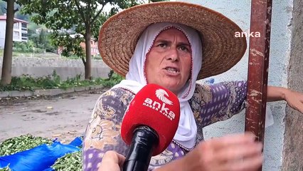 Artvin’de çay üreticilerinden özel sektörün fiyatlandırmasına tepki: 9 liradan çay alıyorlar, biz çalışanlara 7 lira veriyoruz