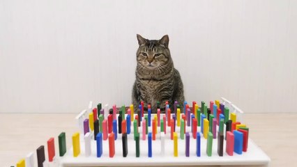Cats and Domino