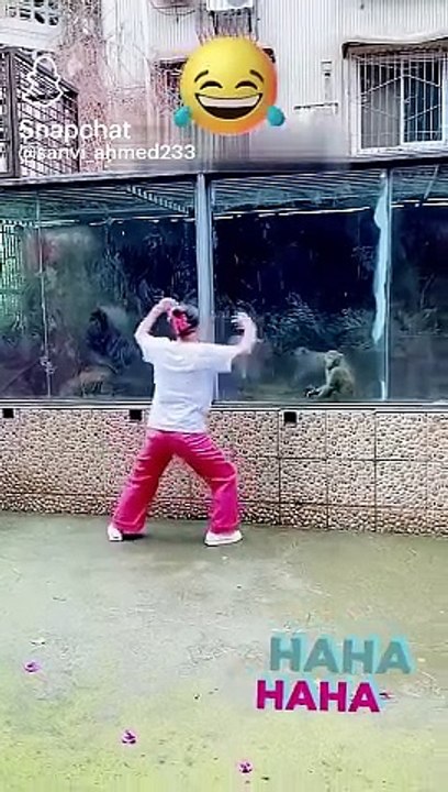 Funny monkies