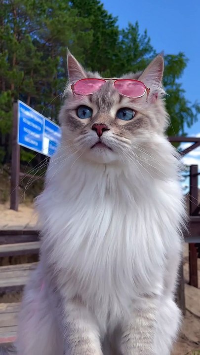 Beautiful cat 